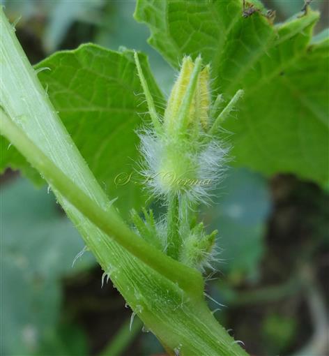  Female flower